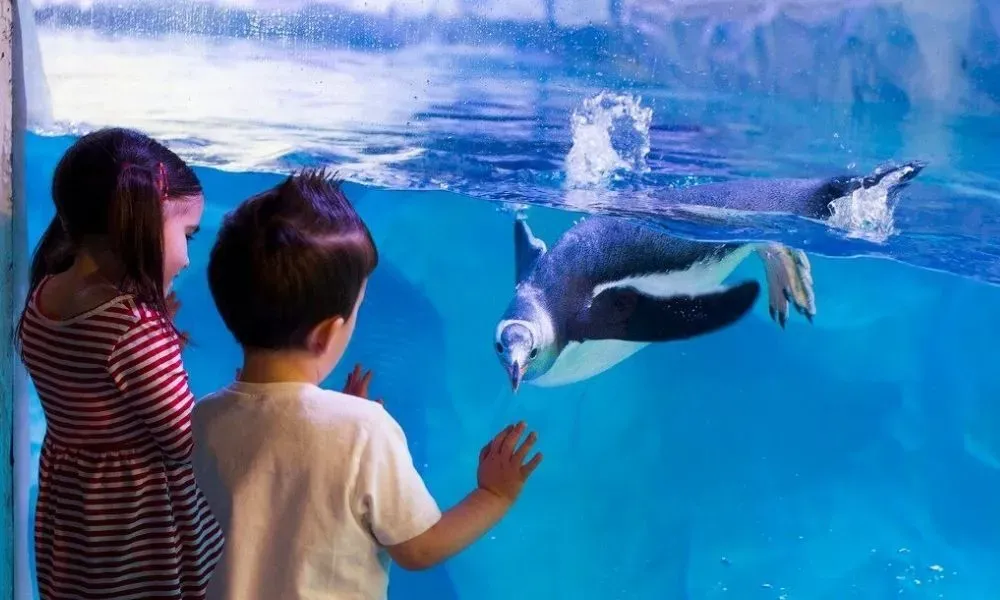 Aquarium day out available through Spriggy Family Rewards